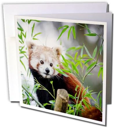 3drose Red Asia Panda Bear ในการ์ดอวยพรสัตว์ป่าธรรมชาติฟรี